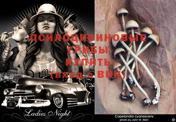 PSILOCYBIN Корсаков